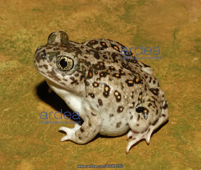 : Western Spadefoot Toad (Spea hammondii) : Western Spadefoot Toad (Spea hammondii)