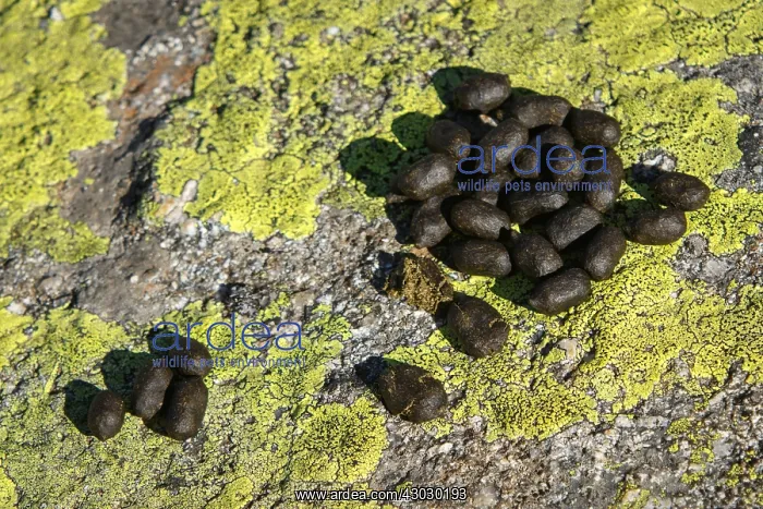 : Western Spanish ibex - dung on rocks - Sierra de : Western Spanish ibex - dung on rocks - Sierra de