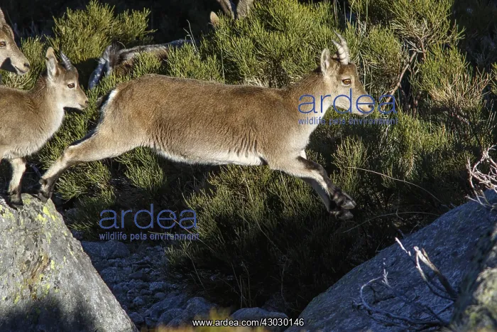 : Western Spanish ibex - female jumping on rocks - : Western Spanish ibex - female jumping on rocks -