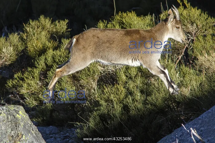 : Western Spanish ibex - female jumping on rocks - : Western Spanish ibex - female jumping on rocks -
