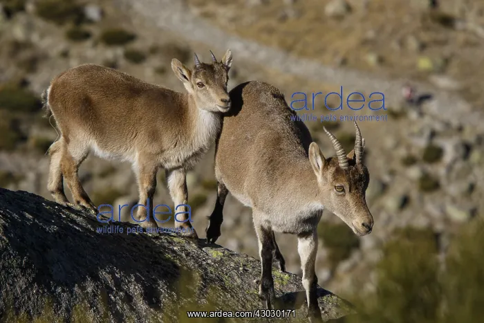 : Western Spanish ibex - female and juvenile on rocks : Western Spanish ibex - female and juvenile on rocks