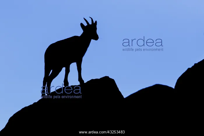 : Western Spanish ibex - female silhouette - Sierra : Western Spanish ibex - female silhouette - Sierra