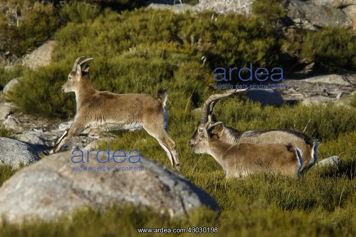 : Western Spanish ibex - group on mountain - Sierra : Western Spanish ibex - group on mountain - Sierra
