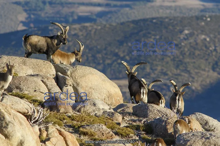  : Western Spanish ibex - group standing on rocks -