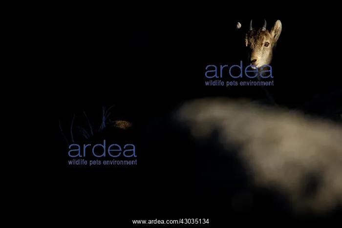 : Western Spanish ibex - juvenile on rocks - Sierra : Western Spanish ibex - juvenile on rocks - Sierra