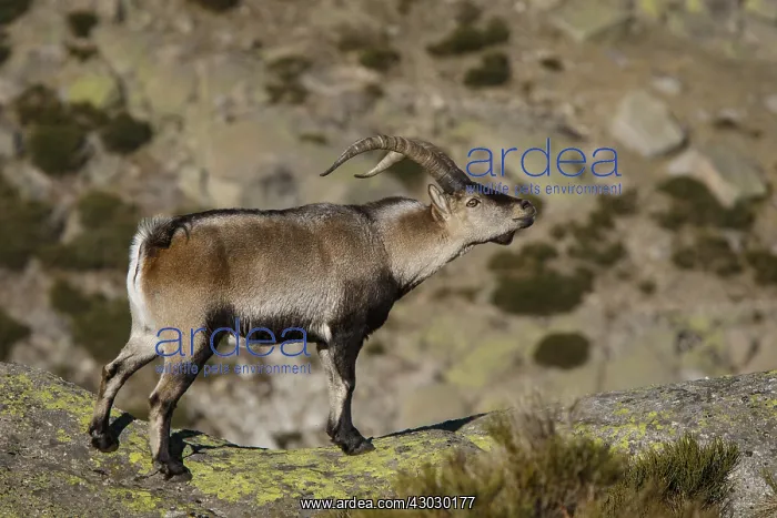 : Western Spanish ibex - male on field - Sierra de : Western Spanish ibex - male on field - Sierra de