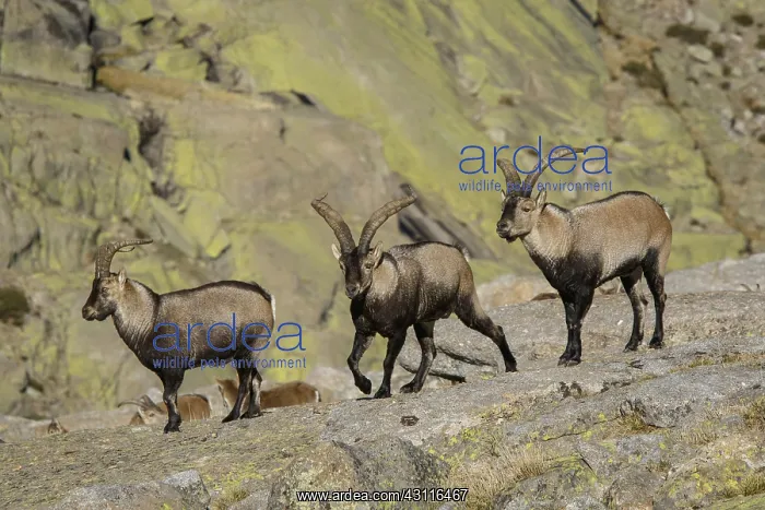 : Western Spanish ibex - male on field - Sierra de : Western Spanish ibex - male on field - Sierra de