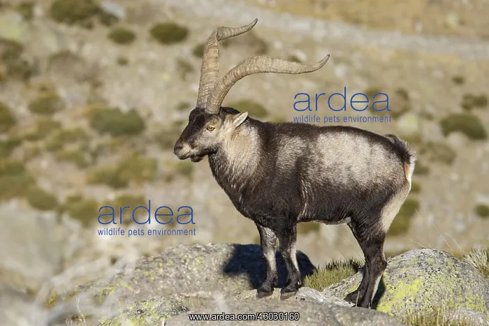 : Western Spanish ibex - male on rocks - Sierra de : Western Spanish ibex - male on rocks - Sierra de