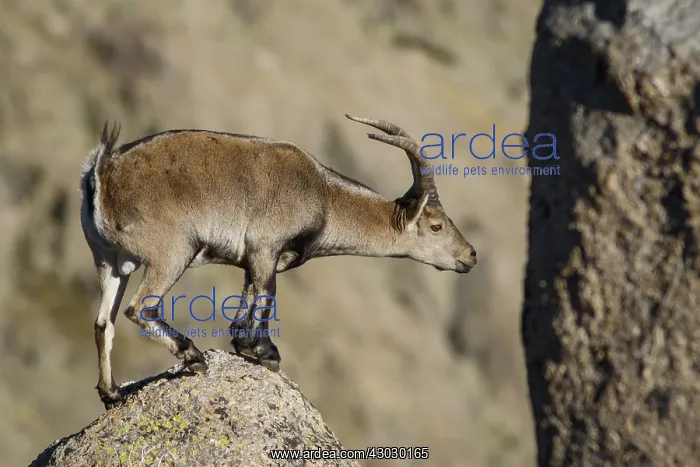 : Western Spanish ibex - male on rocks - Sierra de : Western Spanish ibex - male on rocks - Sierra de