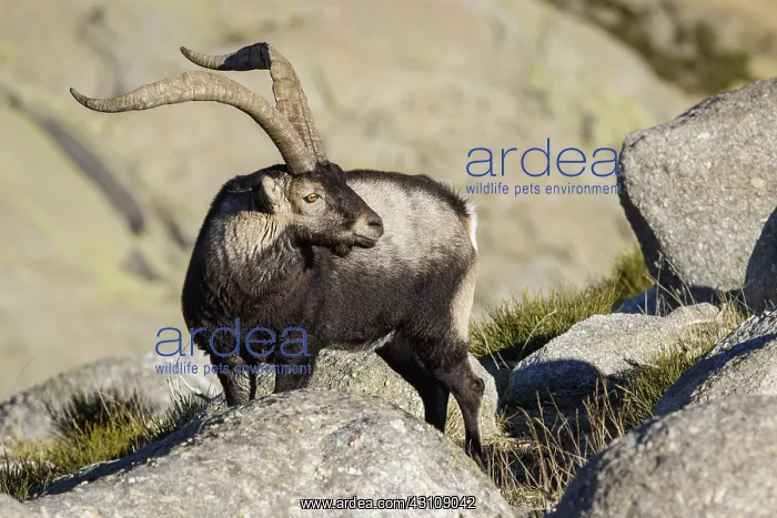 : Western Spanish ibex - male on rocks - Sierra de : Western Spanish ibex - male on rocks - Sierra de