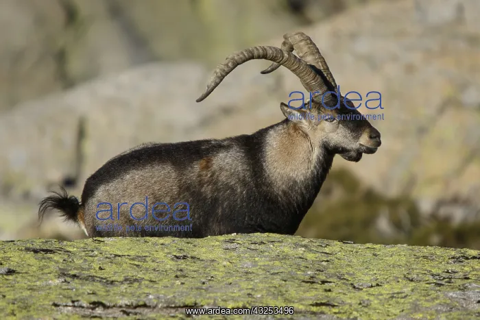 : Western Spanish ibex - male on rocks - Sierra de : Western Spanish ibex - male on rocks - Sierra de