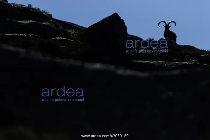 : Western Spanish ibex - male silhouette - Sierra : Western Spanish ibex - male silhouette - Sierra
