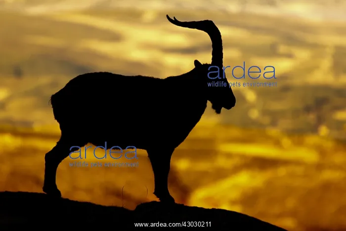 : Western Spanish ibex - male silhouette - Sierra : Western Spanish ibex - male silhouette - Sierra