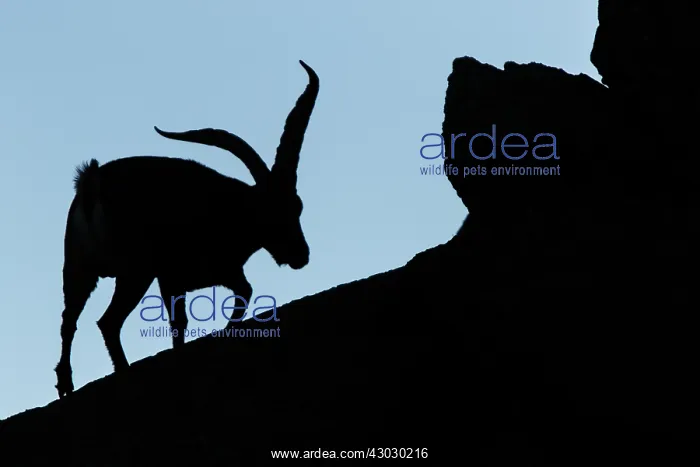 : Western Spanish ibex - male silhouette - Sierra : Western Spanish ibex - male silhouette - Sierra