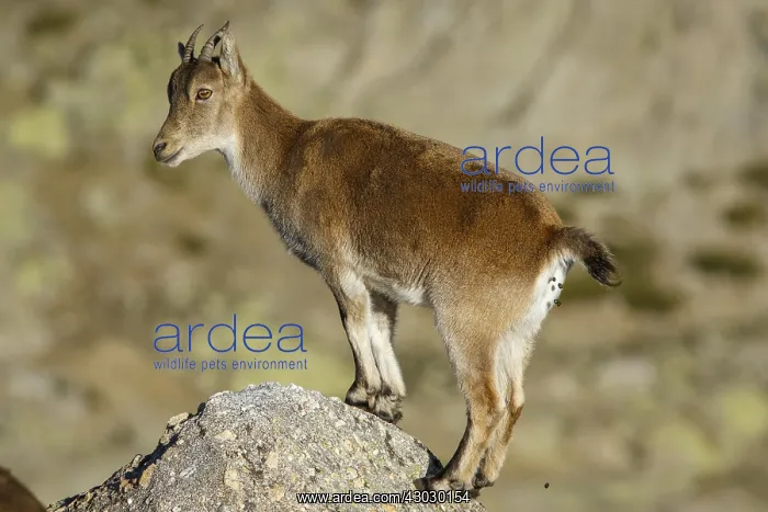 : Western Spanish ibex - on rocks - Sierra de Gredos : Western Spanish ibex - on rocks - Sierra de Gredos