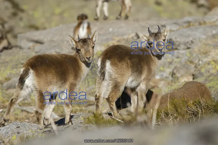 : Western Spanish ibex - on rocks - Sierra de Gredos : Western Spanish ibex - on rocks - Sierra de Gredos