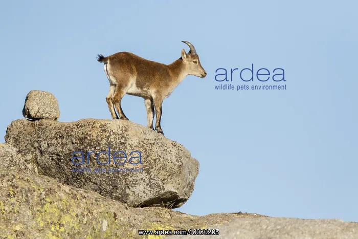  : Western Spanish ibex - on rocks - Sierra de Gredos