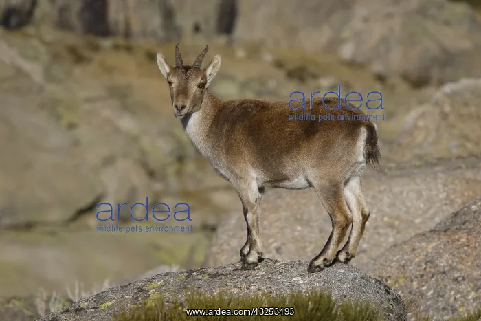 : Western Spanish ibex - on rocks - Sierra de Gredos : Western Spanish ibex - on rocks - Sierra de Gredos