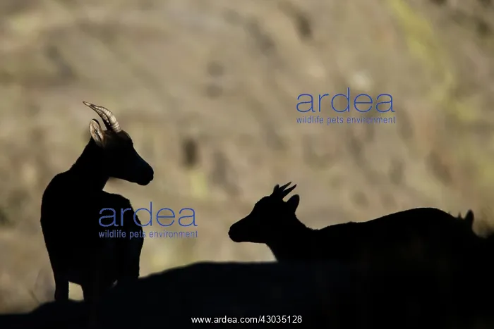 : Western Spanish ibex - silhouette on rocks - : Western Spanish ibex - silhouette on rocks -