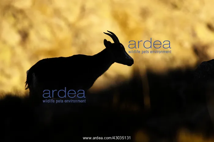 : Western Spanish ibex - silhouette on rocks - : Western Spanish ibex - silhouette on rocks -