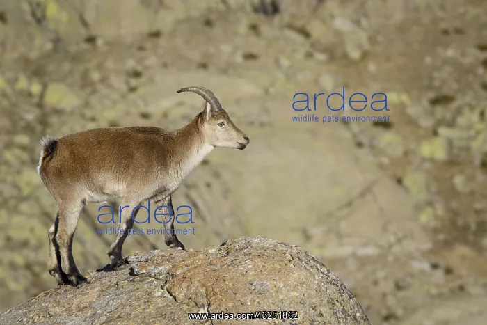  : Western Spanish ibex - standing on rocks - Sierra