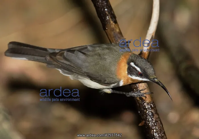 : Western Spinebill - coming to drink at a secluded pool : Western Spinebill - coming to drink at a secluded pool