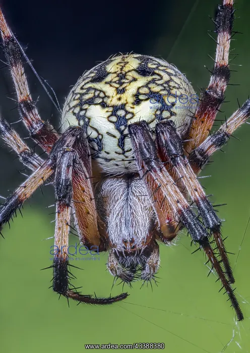 : Western Spotted Orbweaver also a Zig-Zag Spider : Western Spotted Orbweaver also a Zig-Zag Spider