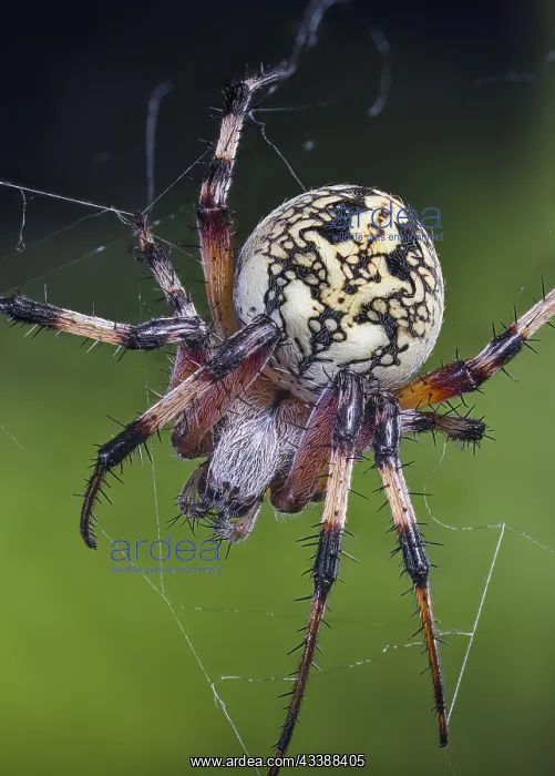 : Western Spotted Orbweaver also a Zig-Zag Spider : Western Spotted Orbweaver also a Zig-Zag Spider