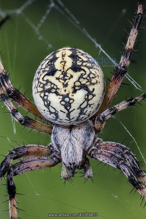 : Western Spotted Orbweaver also a Zig-Zag Spider : Western Spotted Orbweaver also a Zig-Zag Spider