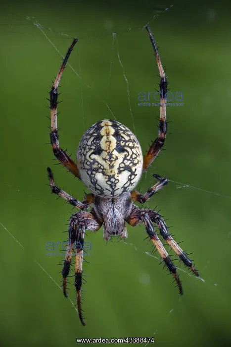 : Western Spotted Orbweaver also a Zig-Zag Spider : Western Spotted Orbweaver also a Zig-Zag Spider