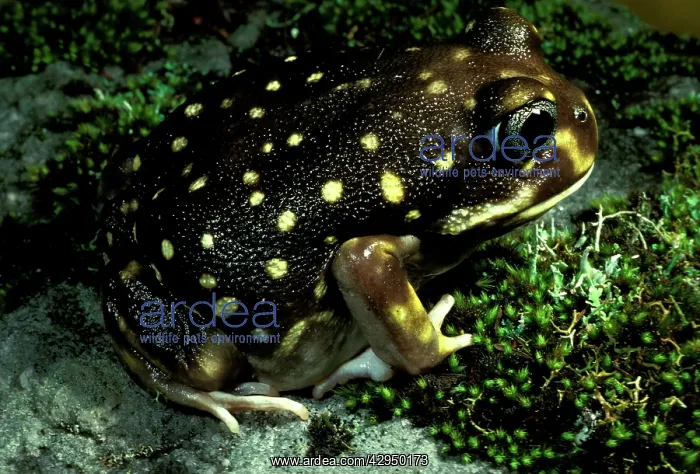 : Western spotted / White-spotted burrowing frog : Western spotted / White-spotted burrowing frog