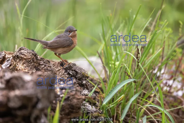 : WESTERN SUBALPINE WARBLER : WESTERN SUBALPINE WARBLER