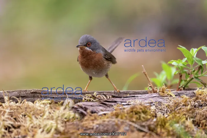 : WESTERN SUBALPINE WARBLER : WESTERN SUBALPINE WARBLER