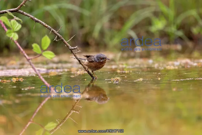 : WESTERN SUBALPINE WARBLER : WESTERN SUBALPINE WARBLER