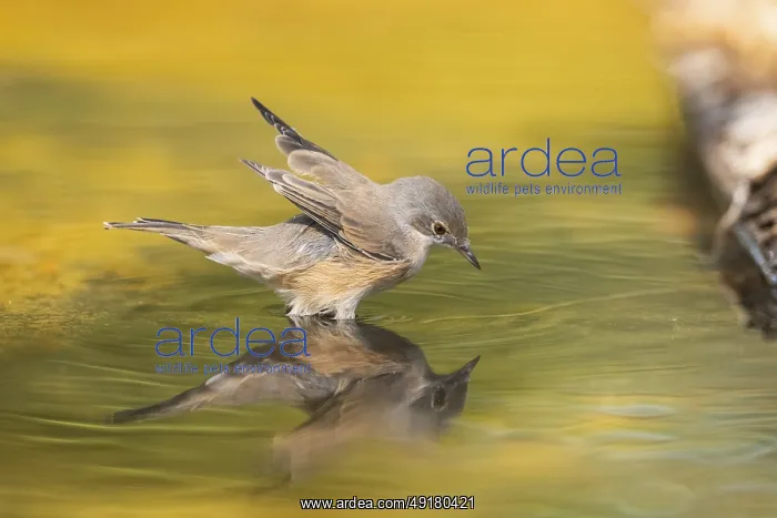 : Western subalpine warbler (Curruca iberiae) at a water pool : Western subalpine warbler (Curruca iberiae) at a water pool