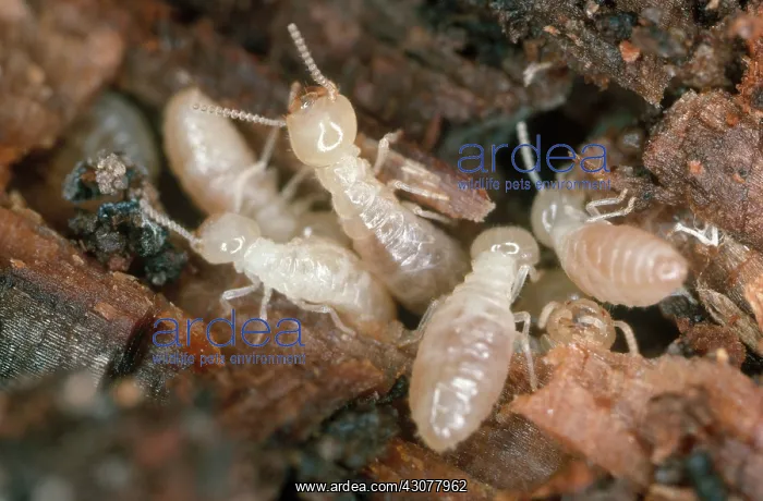 : Western Subterranean Termites : Western Subterranean Termites