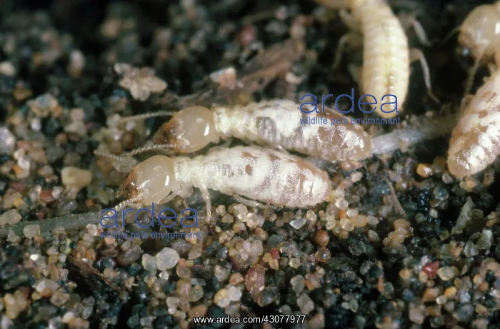: Western Subterranean Termites : Western Subterranean Termites