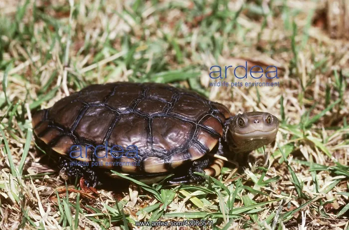 : Western Swamp Turtle : Western Swamp Turtle