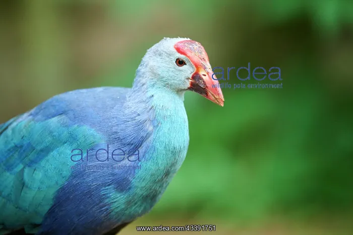  : Western swamphen (Porphyrio porphyrio), portrait