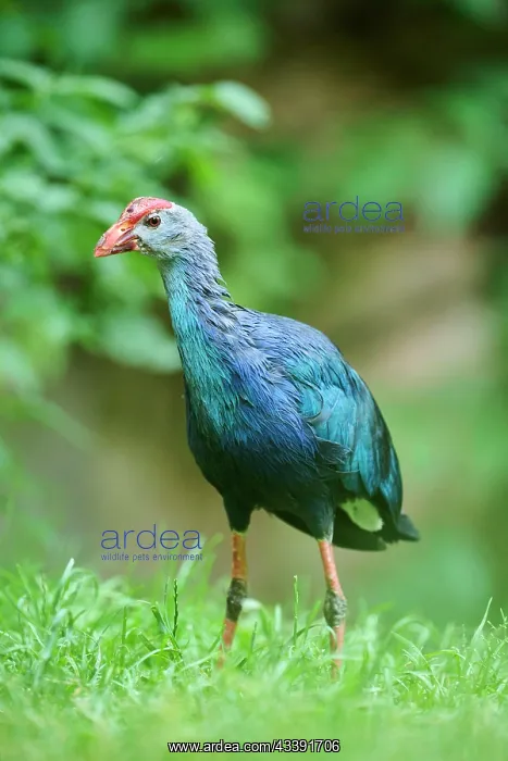 : Western swamphen (Porphyrio porphyrio) standing : Western swamphen (Porphyrio porphyrio) standing