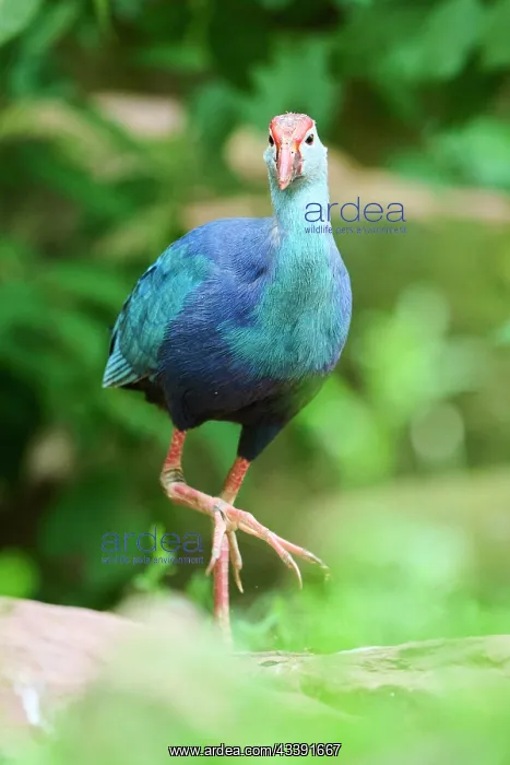 : Western swamphen (Porphyrio porphyrio) walking on : Western swamphen (Porphyrio porphyrio) walking on