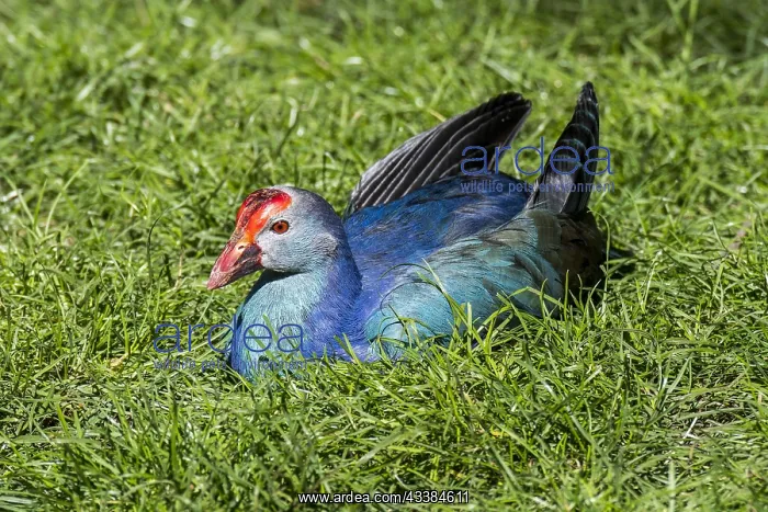 : Western swamphen, sultana bird (Porphyrio porphyrio) : Western swamphen, sultana bird (Porphyrio porphyrio)