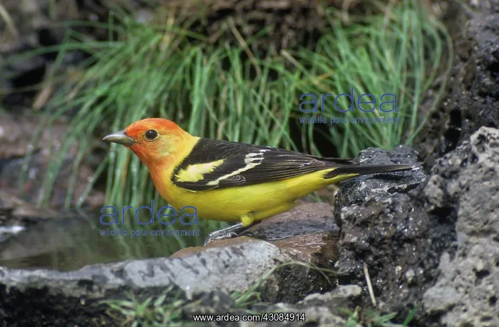 : Western Tanager : Western Tanager