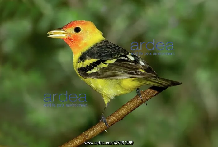 : Western Tanager : Western Tanager