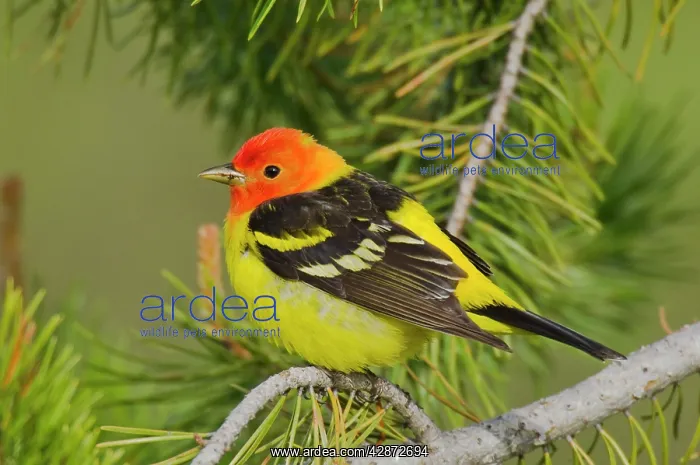 : Western Tanager - Male : Western Tanager - Male