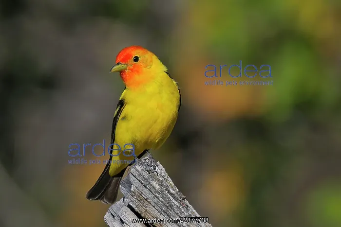 : Western Tanager - male : Western Tanager - male