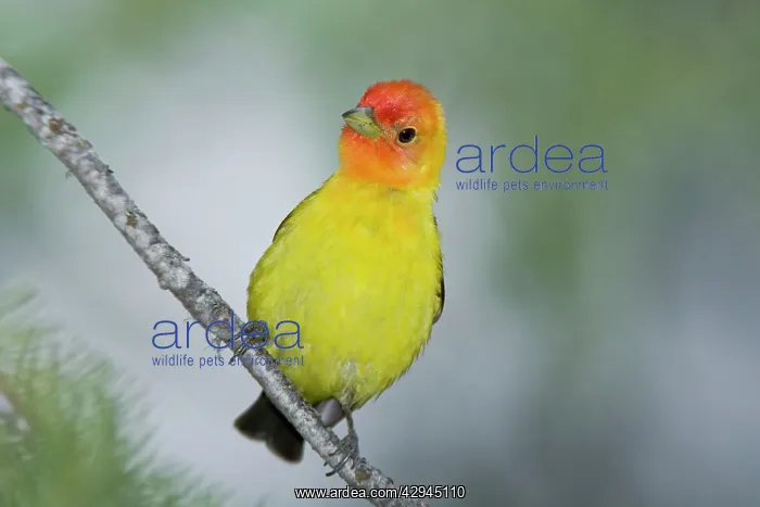 : Western Tanager male : Western Tanager male