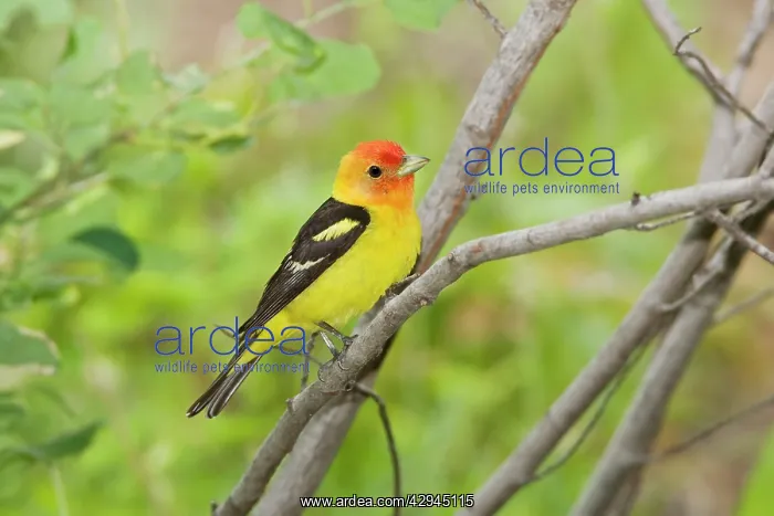 : Western Tanager male : Western Tanager male