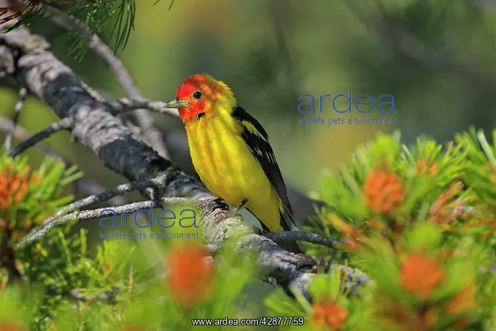 : Western Tanager - male perched on Pine Tree : Western Tanager - male perched on Pine Tree