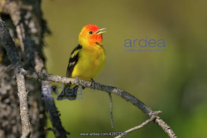 : Western Tanager - male perched on Pine Tree singing : Western Tanager - male perched on Pine Tree singing